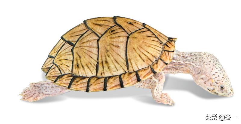 乌龟初学者,乌龟新手入门教程视频