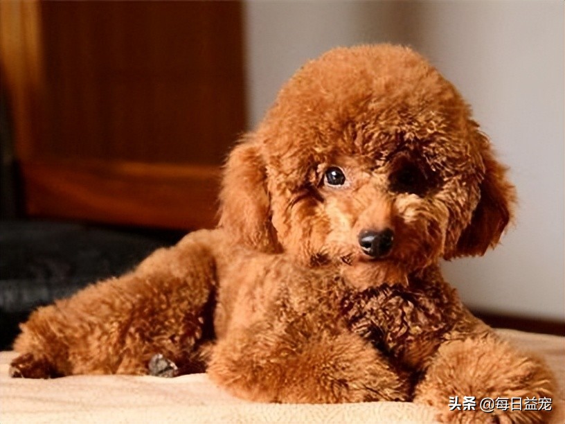 泰迪犬挑食怎么办?铲屎官这样做,效果极好