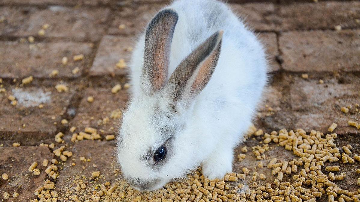 养殖场疾病,养殖兔子生病的状态和解决办法