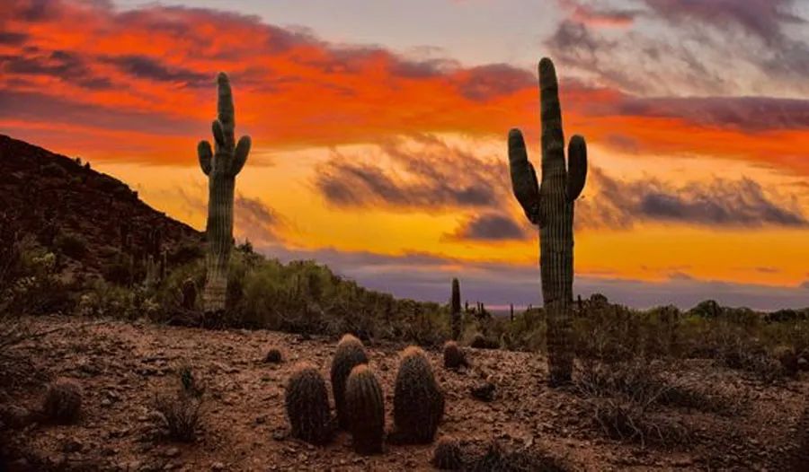 创意儿童画沙漠中的仙人掌,沙漠中的仙人掌怎么画