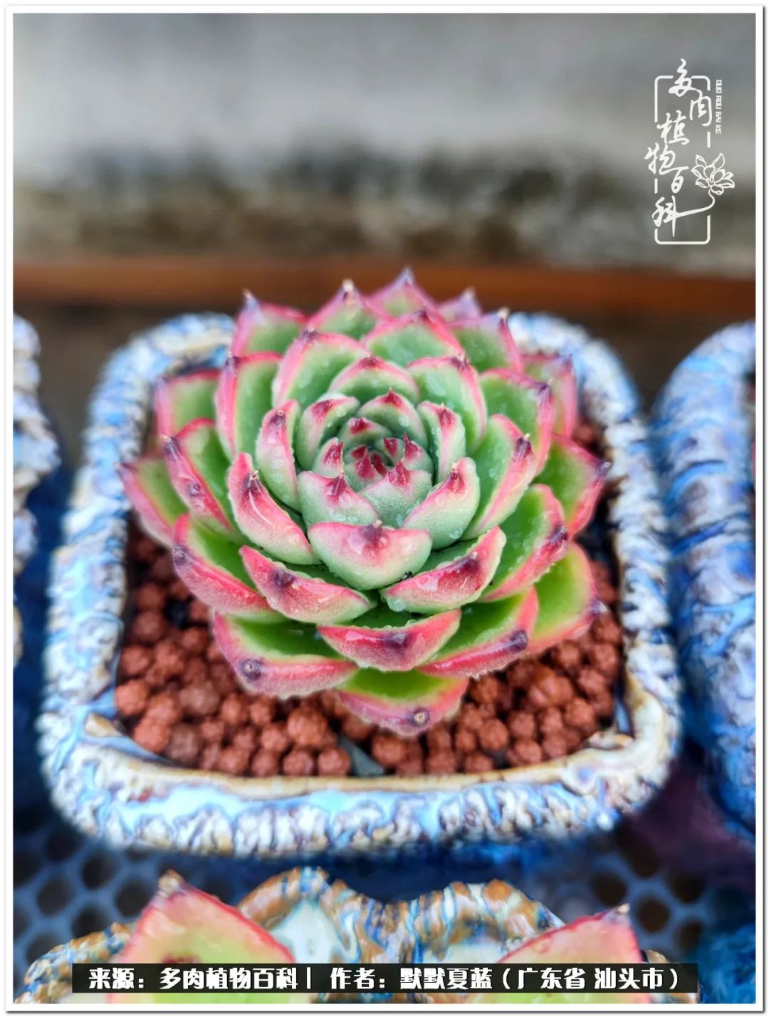 多肉虐我千百遍，我待多肉如初恋