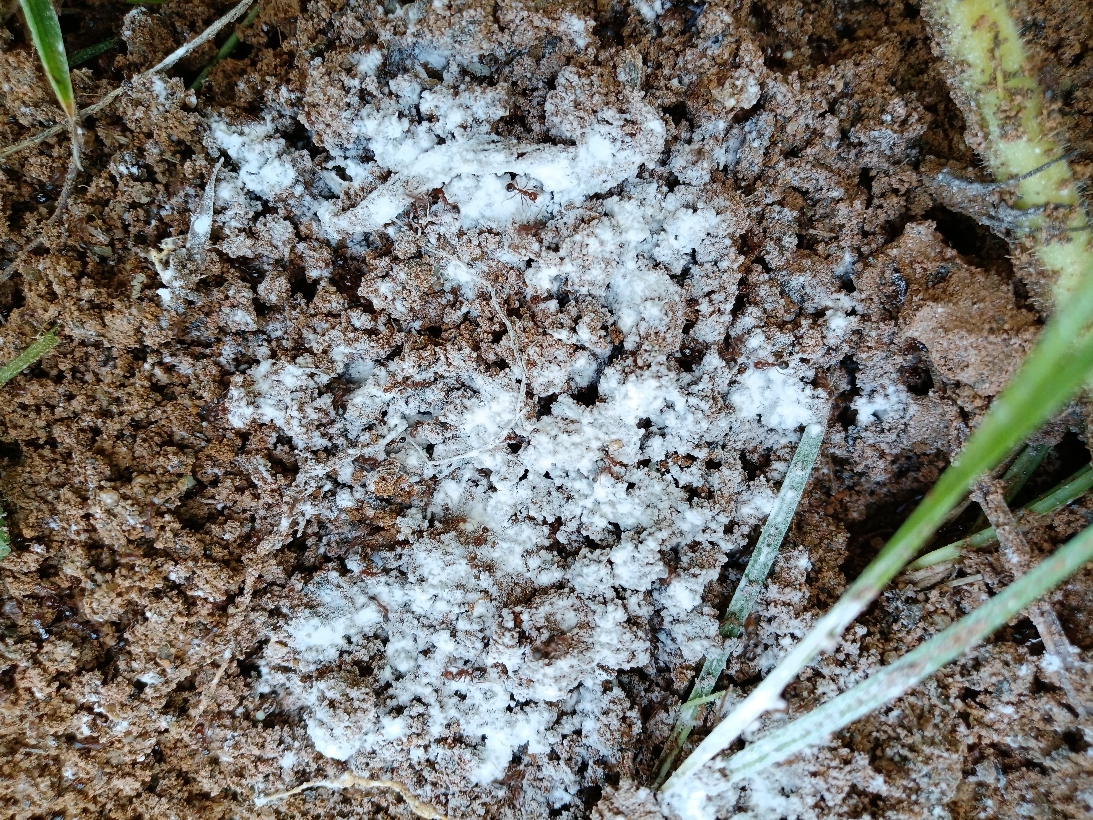 今天做了两件事重点喷杀蚂蚁窝