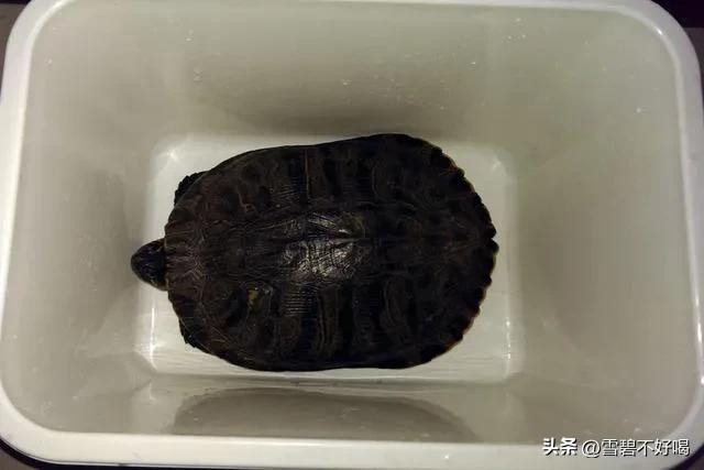 巴西乌龟冬眠最简单方法,乌龟冬眠方法及注意事项养龟必看