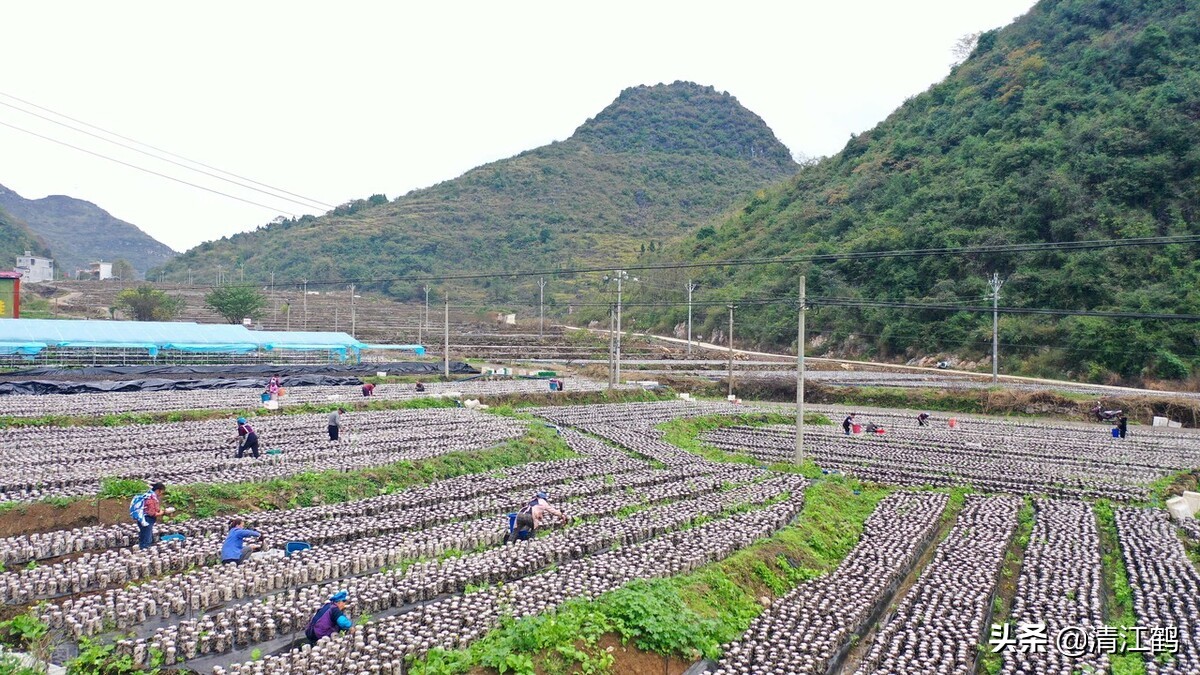 木耳病害图片及治疗方法,黑木耳烂耳怎样防治