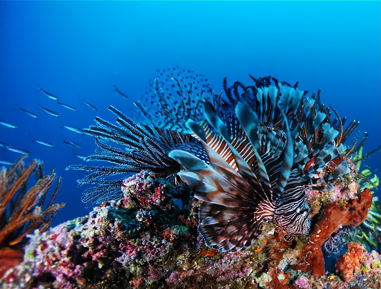 各大潜水胜地的猎人都动起来了，为何他们非要杀死这条华丽的鱼？