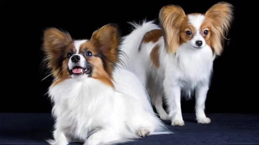 萨摩十大聪明犬排名,十大聪明犬排名蝴蝶犬