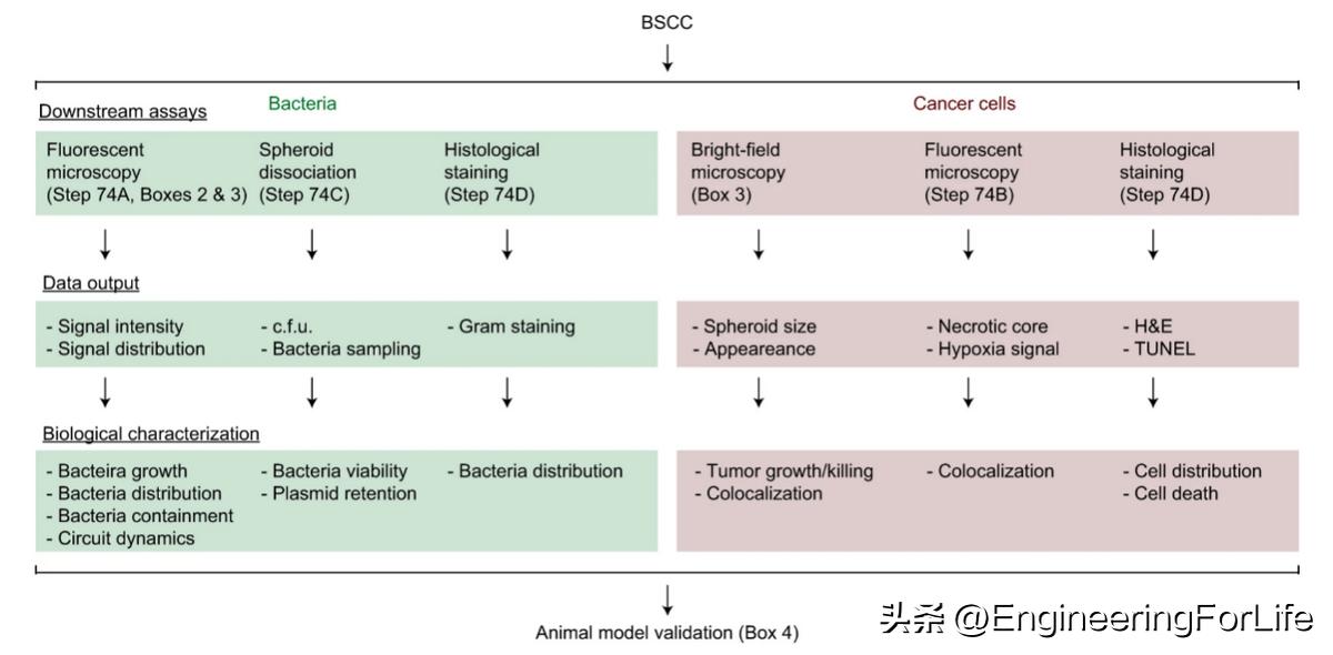 Nature Protocols：3D肿瘤球体内共培养细菌的快速筛选protocol