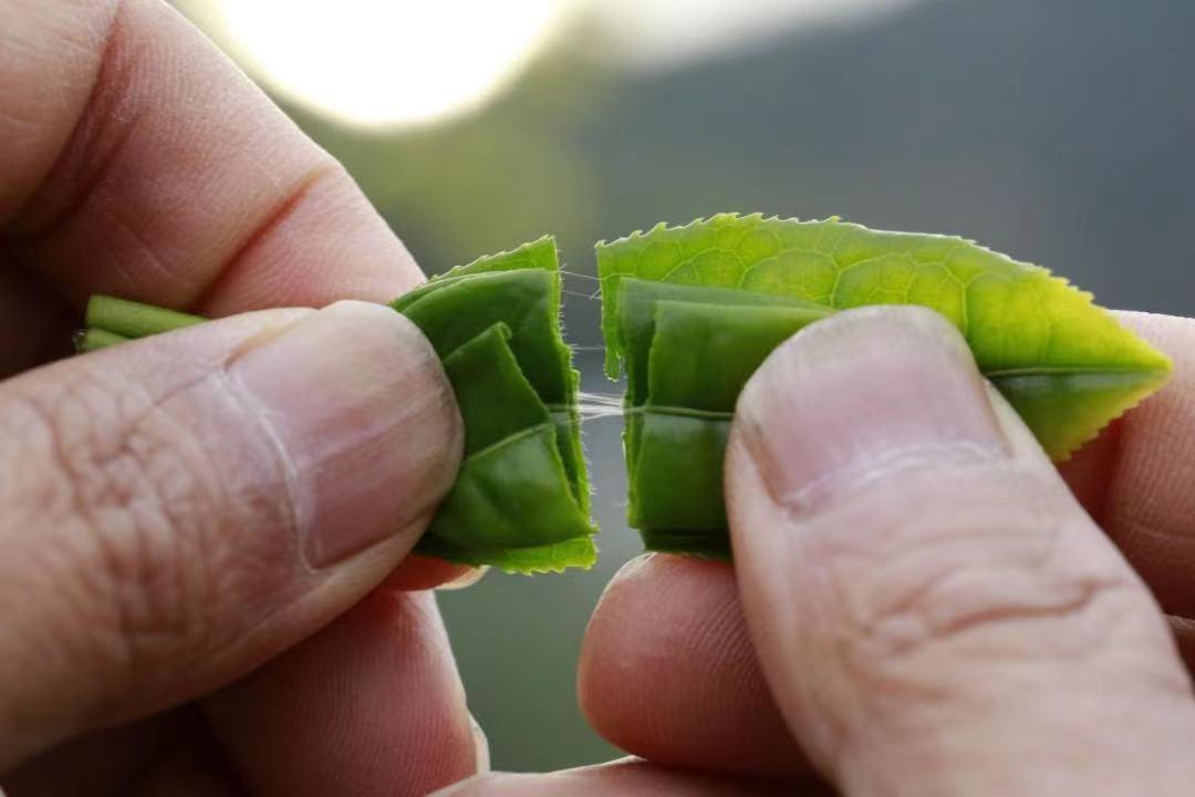 宜昌长阳绿茶,宜昌绿茶品牌五峰毛尖