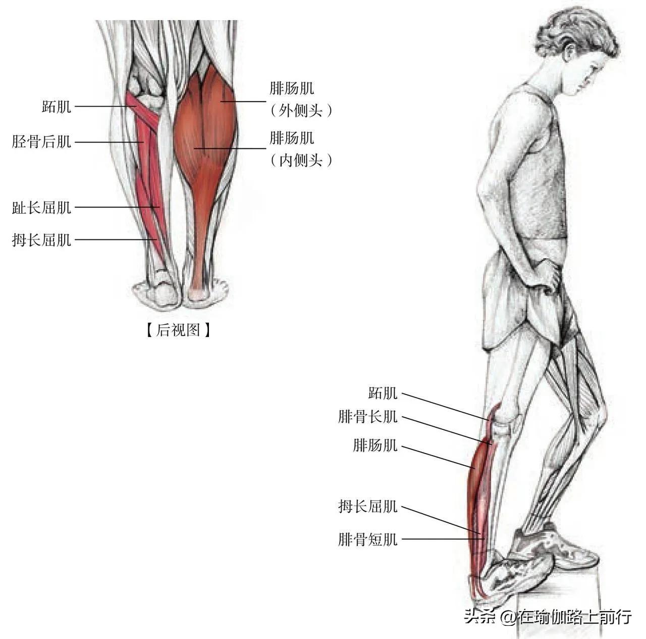 拉伸小腿肌肉真的能瘦小腿吗,拉伸小腿肌肉有灼热刺痛感