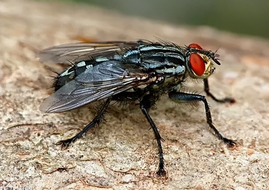 连云港苍蝇种类,苍蝇种类像蚊子