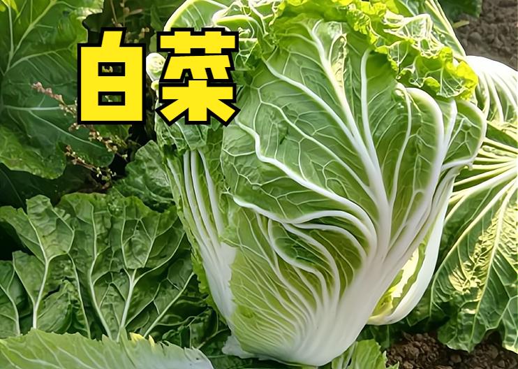 3月份有哪些蔬菜可以播种,3到10月适合种植哪些蔬菜