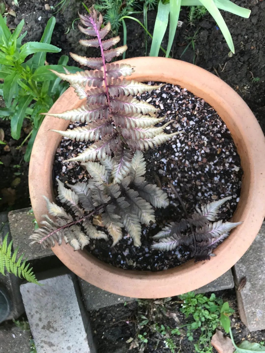 鏃ユ湰鐢昏暔鍏绘姢,绱壊鐢昏暔鑰愬瘨