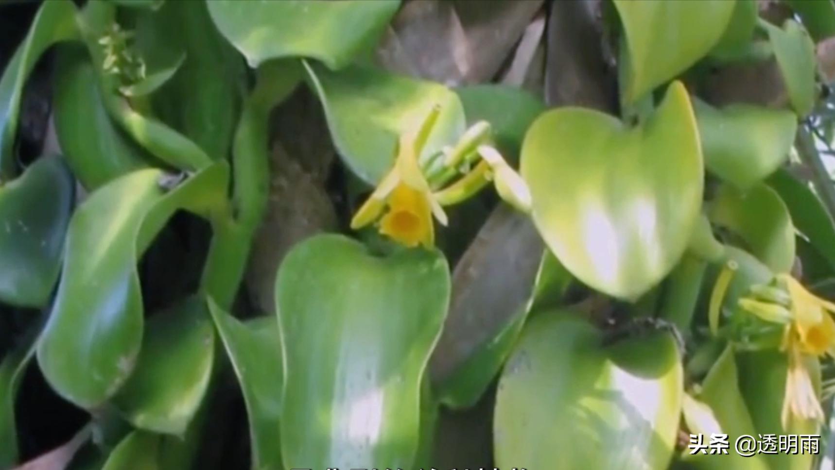 美食调味植物香草,香草气味芬芳