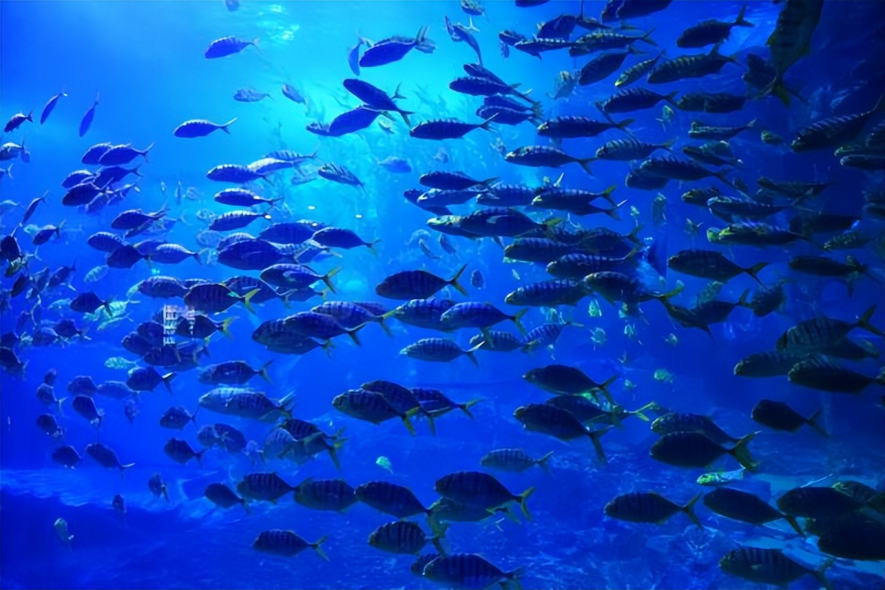 青岛夏日旅行,青岛之旅享受夏日与海风