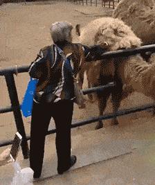 拼多多上面砍价砍手机是真的吗,6万人砍价拼多多原视频回放