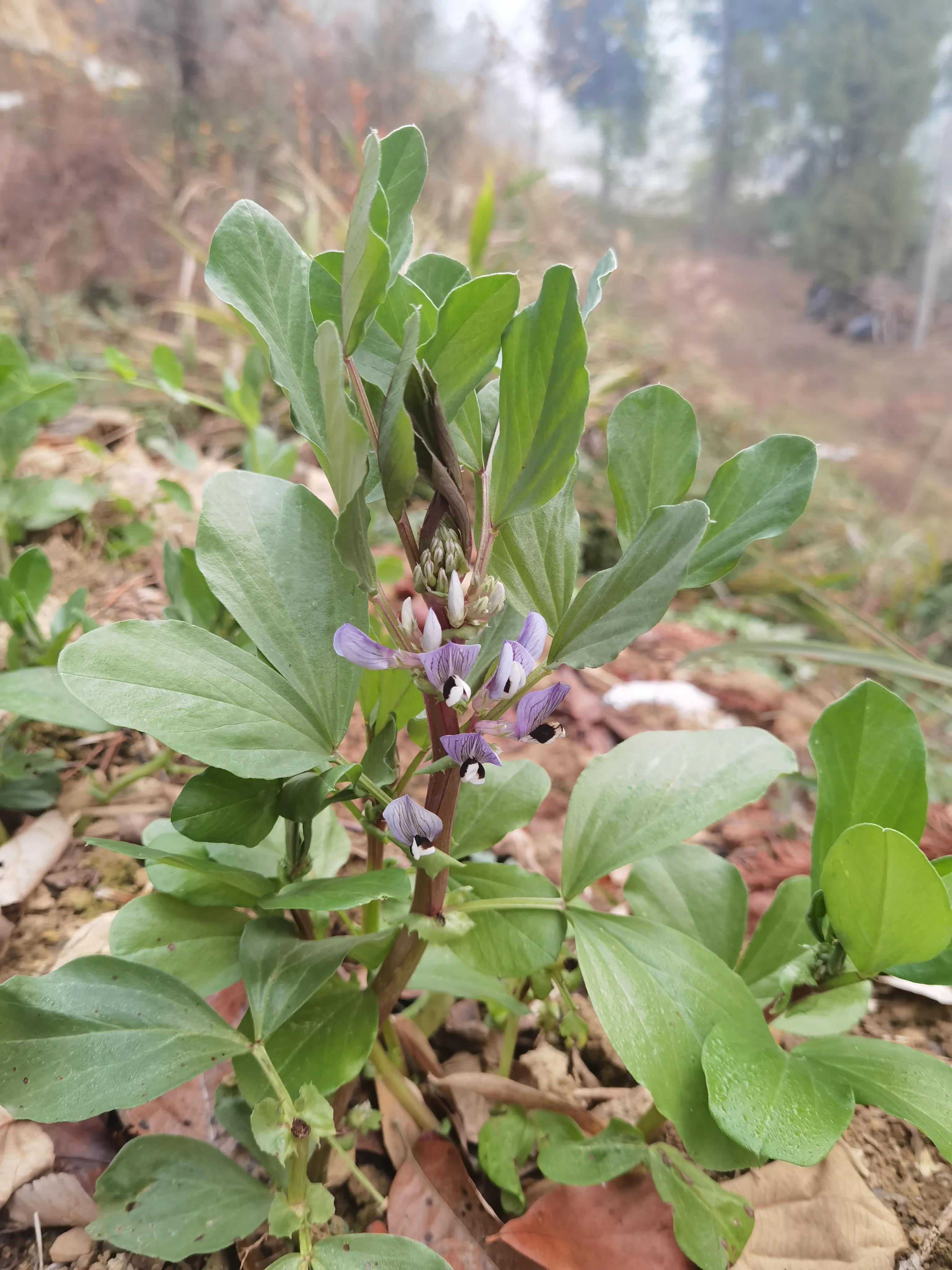 我家后面有座大山,我家后面有一座山用什么符号表示