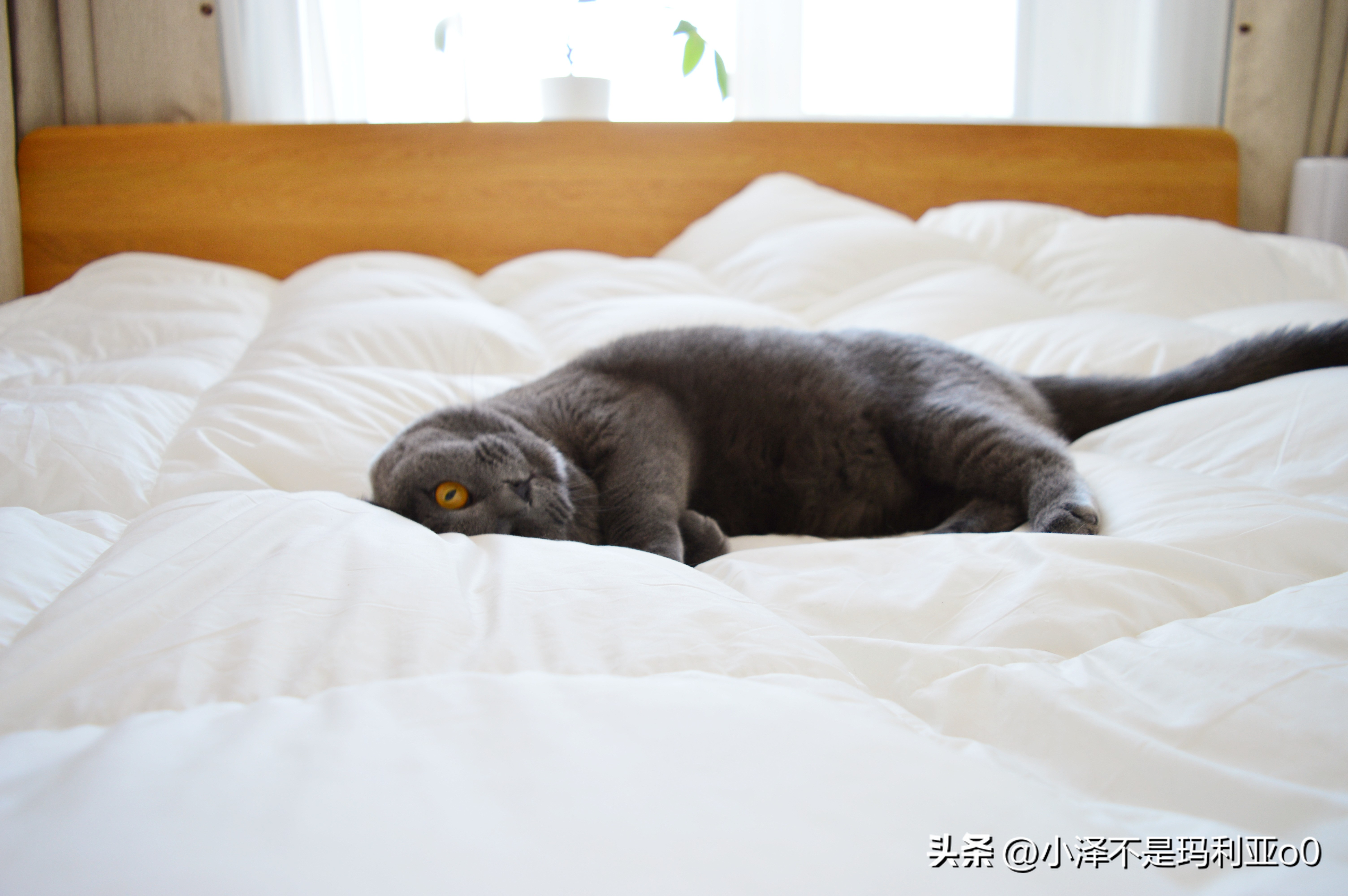 花1000多买被子,花1000买蚕丝被值不值