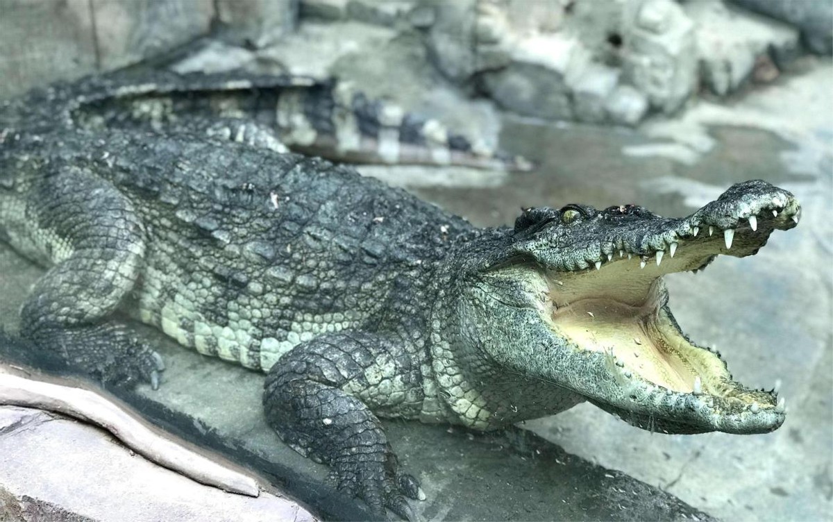 养鳄鱼差点被咬到,养殖鳄鱼长大了会咬主人吗