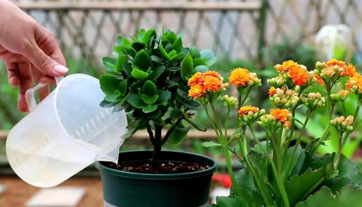 园艺花卉长寿花,花卉长寿花怎样才可以开花呢