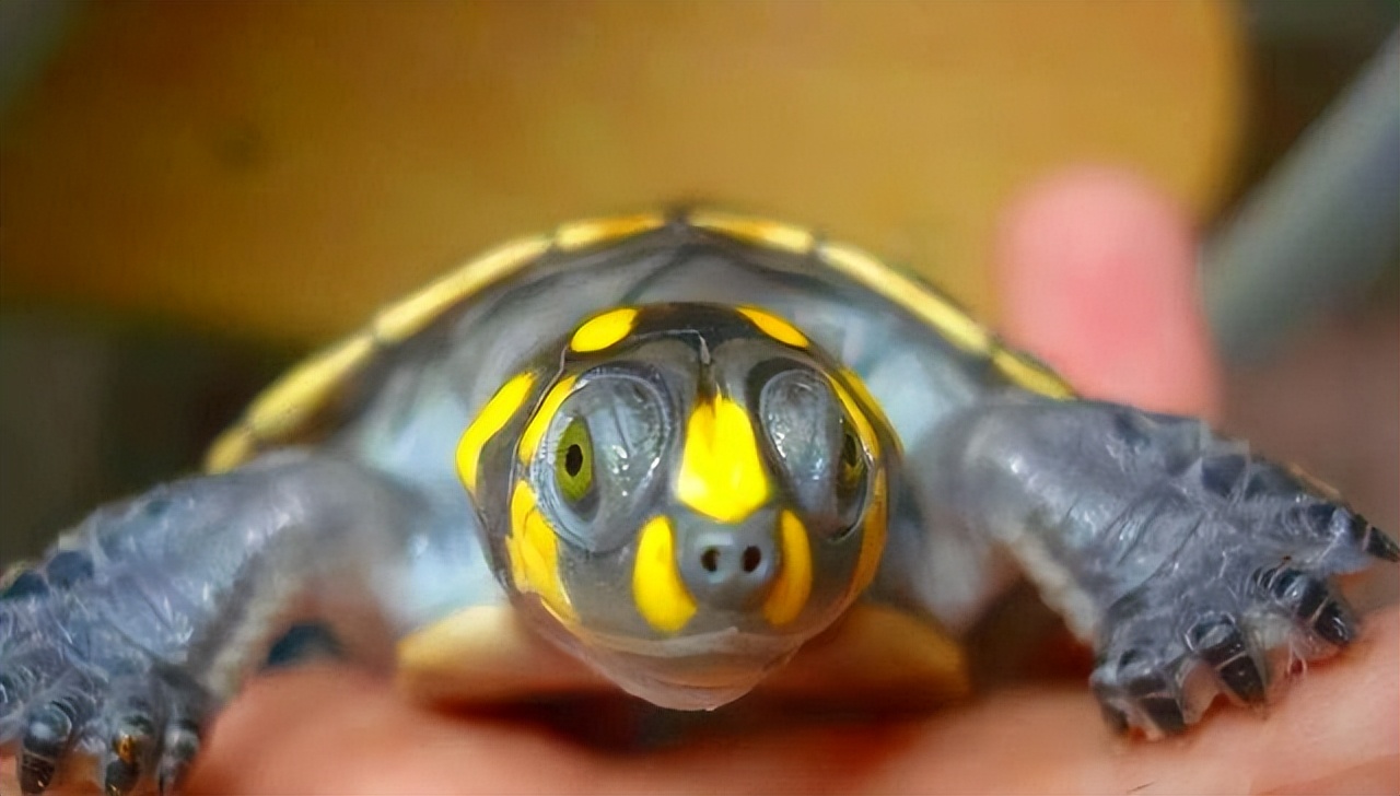 黄头侧颈龟饲养方法,黄头侧颈龟饲养方法文库