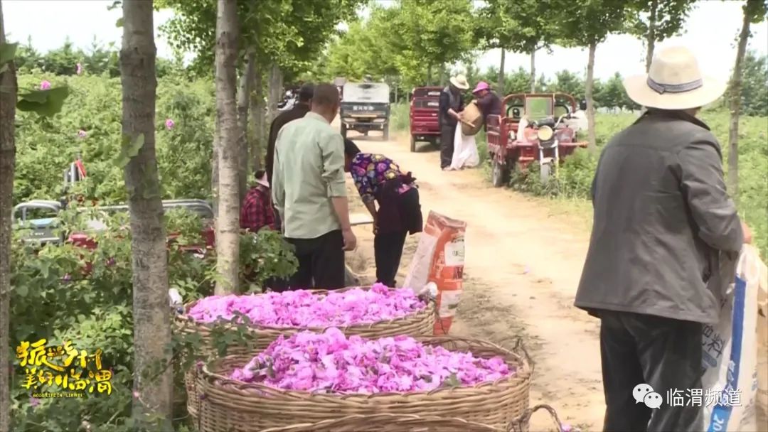 《振兴乡村美好临渭》临渭区丰原镇北雷村：玫瑰绽放“美丽经济”花香铺就致富路