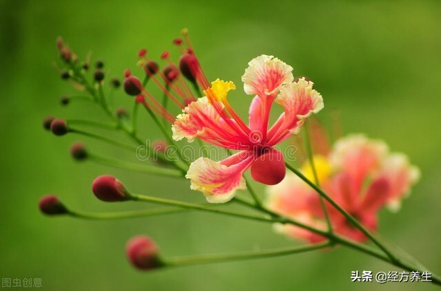 辟谷身体的排毒过程,气血恢复的过程中身体的排毒反应