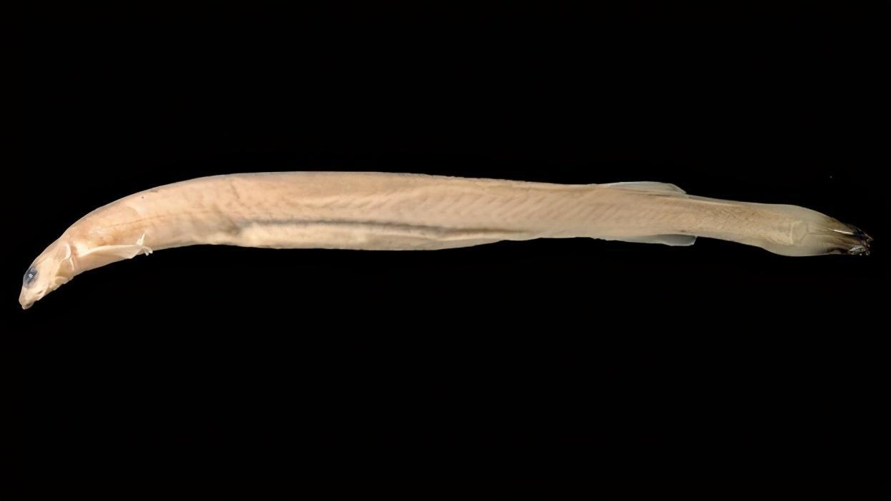 可怕的牙签鱼：嘴上长倒勾，会钻进男人丁丁，拽都拽不出来