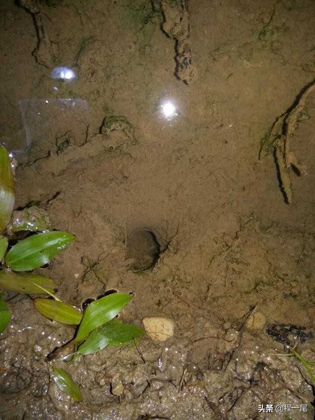 怎样找鳝鱼的洞穴,钓鳝鱼技巧小视频