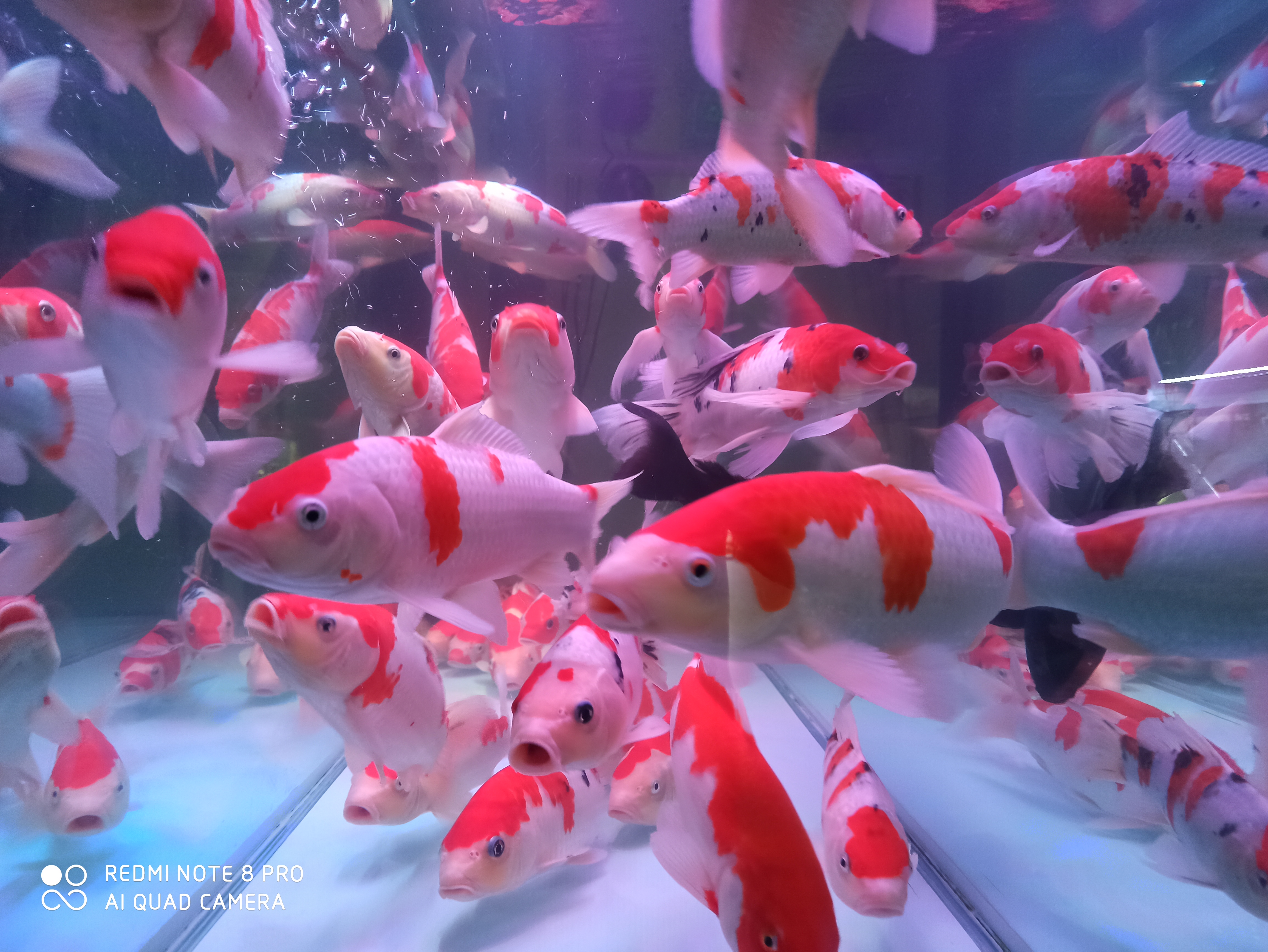 养鱼先养水是什么意思,为什么养鱼先养水