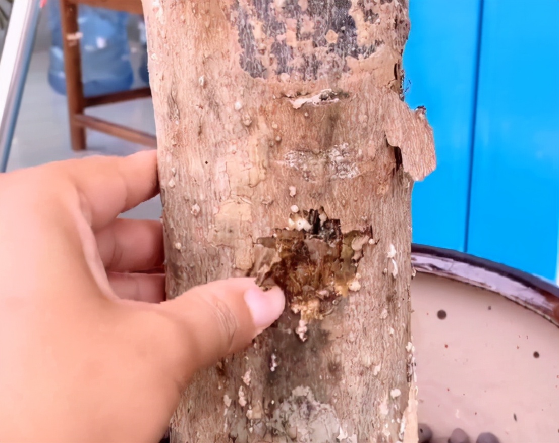 发财树叶子生病虫害打什么药,发财树有病虫害怎么处理