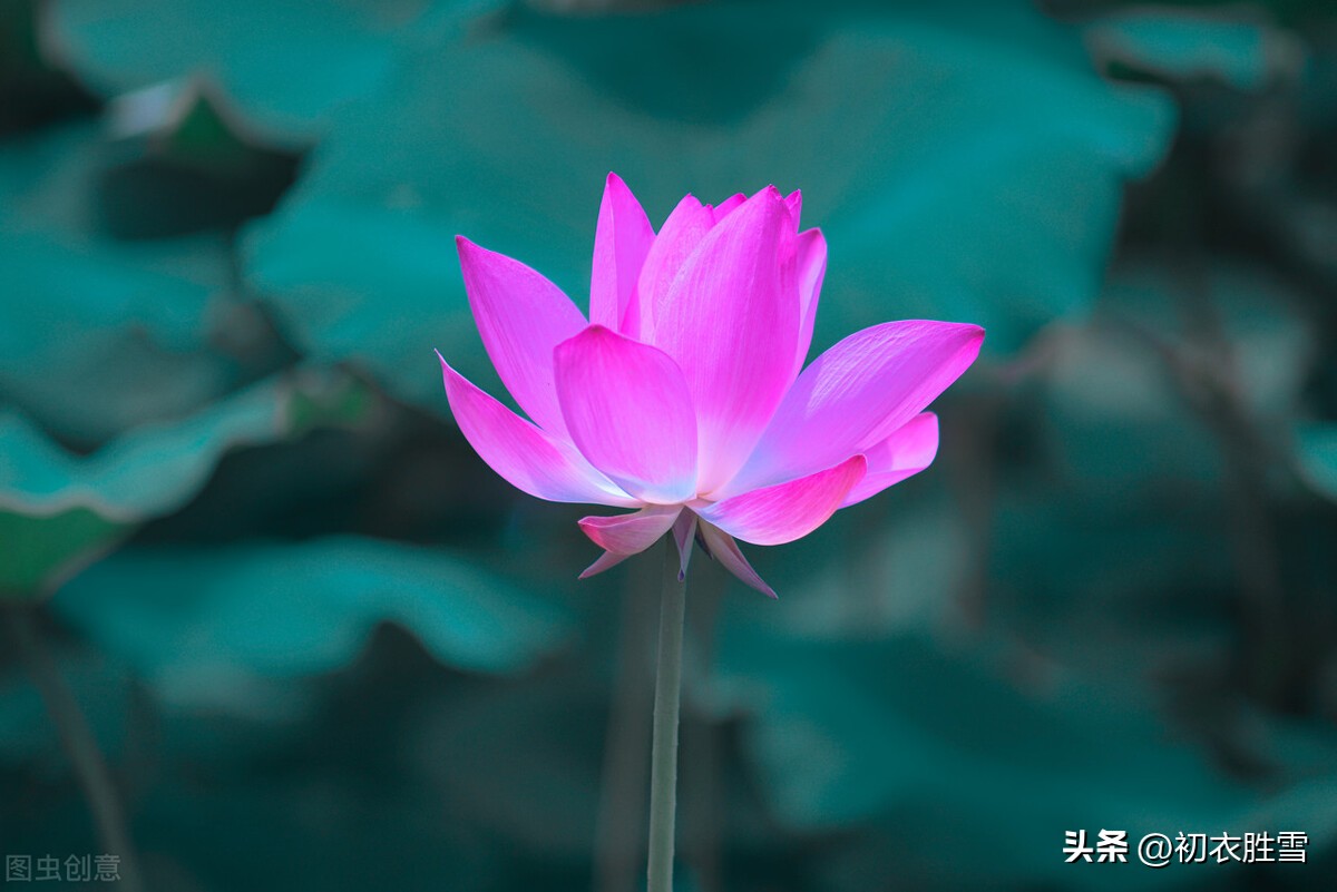 荷花夜看六首：夜深人静月明中，方识荷花有真趣