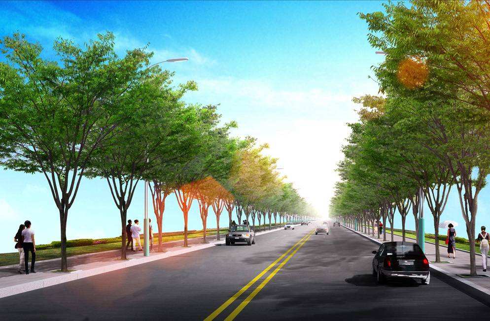 公路行道树修剪规范标准,关于道路行道树修剪的情况说明