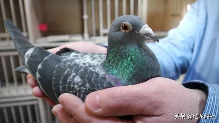 鸽友总结的鉴鸽口诀,美国鸽友