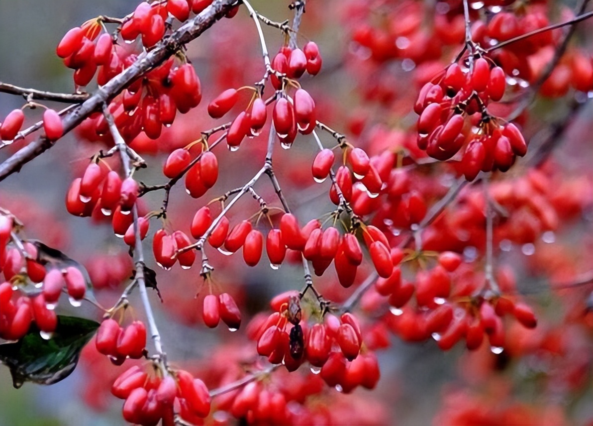 仔猪大肠杆菌腹泻偏方,仔猪大肠杆菌最佳治疗方法