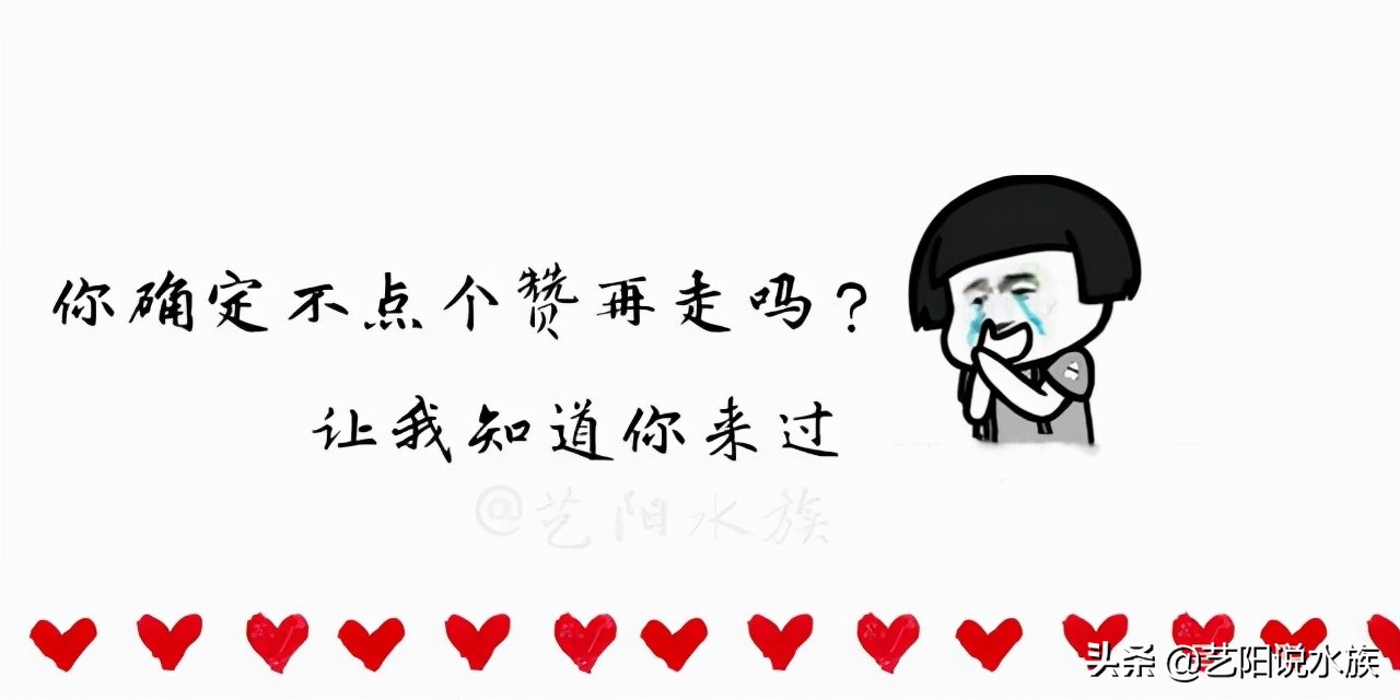 魟鱼饲养的注意事项,干货魟鱼怎么饲养你们了解吗