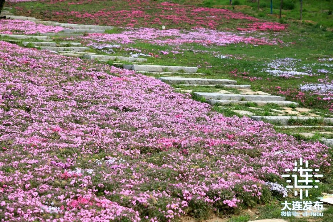 漫步大连,又是被“圈粉”的一天