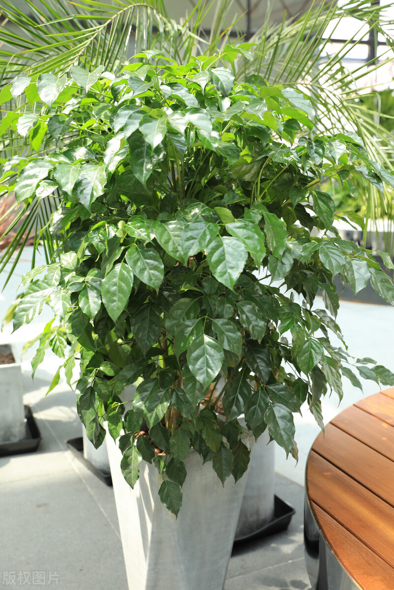 客厅不养绿萝养哪两种树,客厅种树有什么讲究