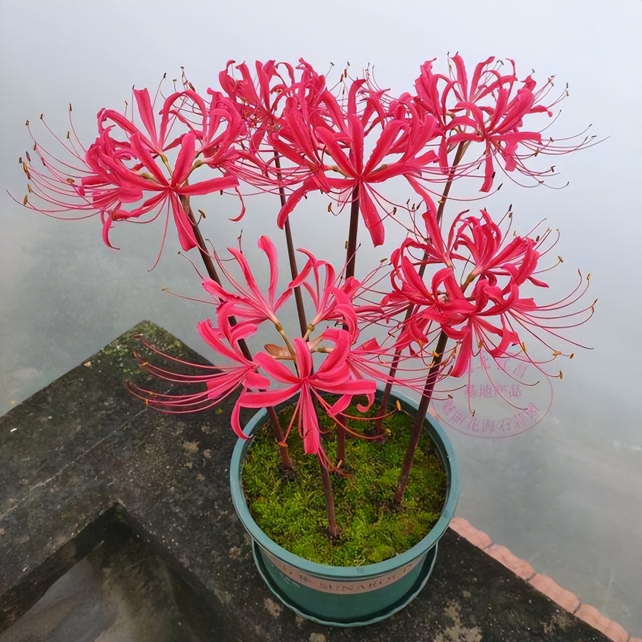 五种花不宜送人,哪些花养在家里不吉利