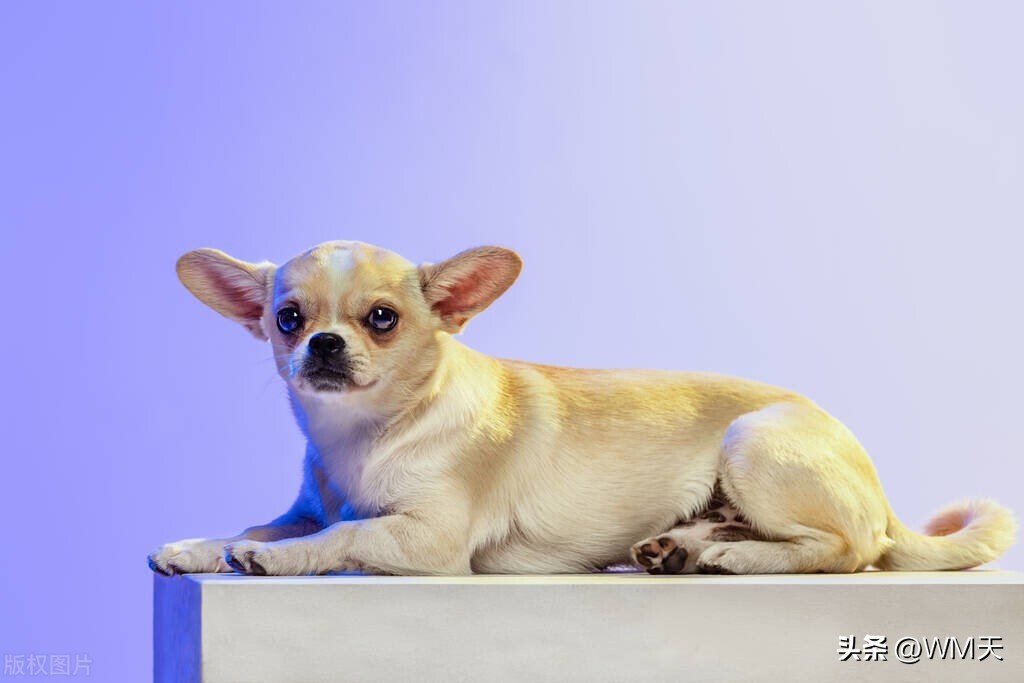 最适合家庭饲养的小型犬推荐,适合简单饲养的小型犬