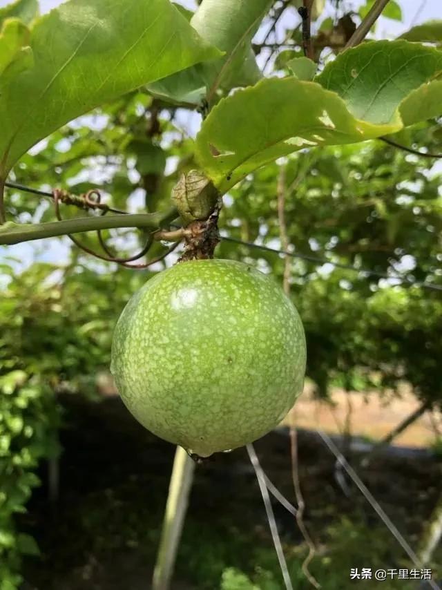 黄金百香果，“钦蜜9号”，百香果中的“爱马仕”，至爱非你莫属
