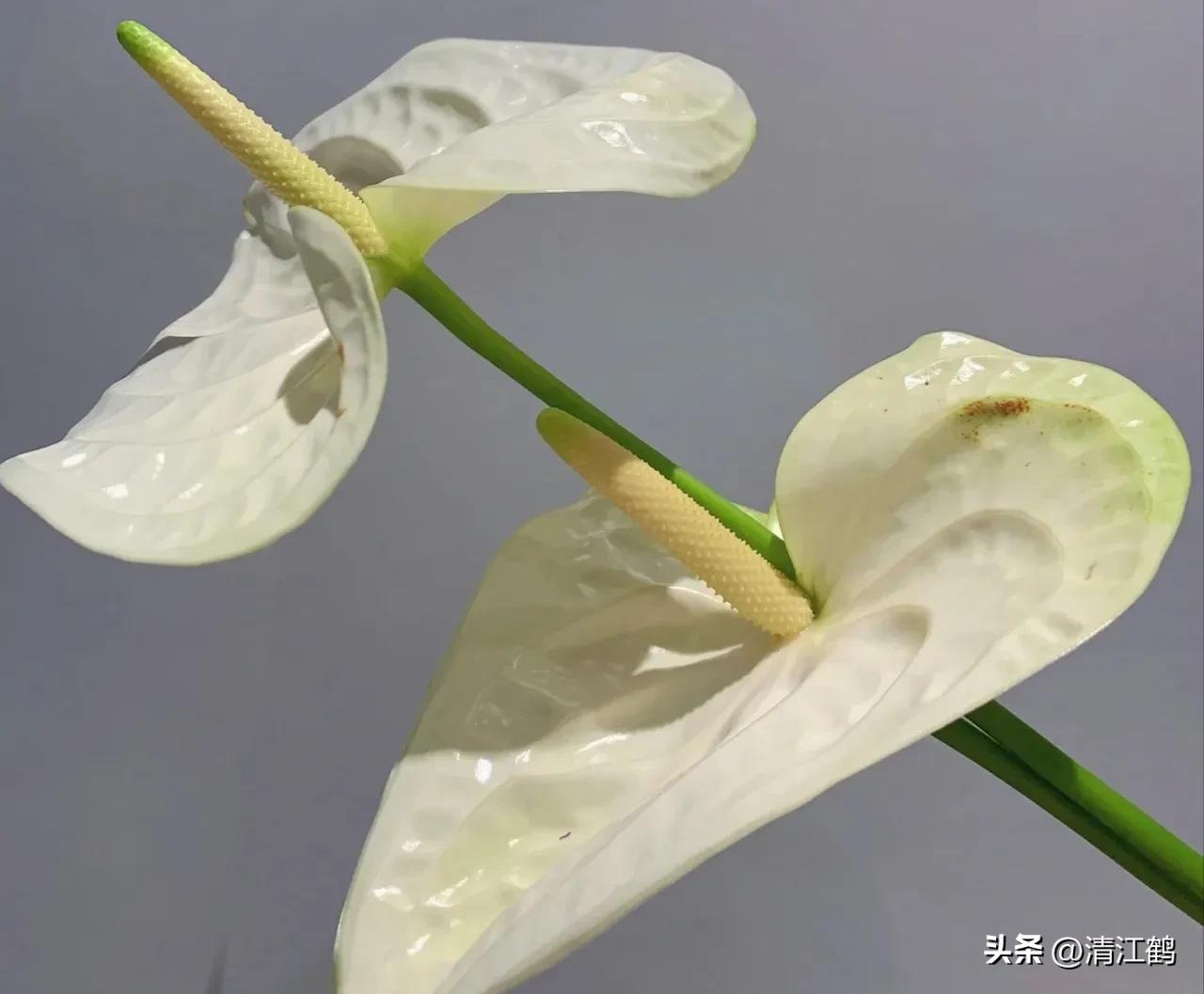 白鹤芋不开花别急着扔,“5步骤”矫正养护,叶子油绿花开不断