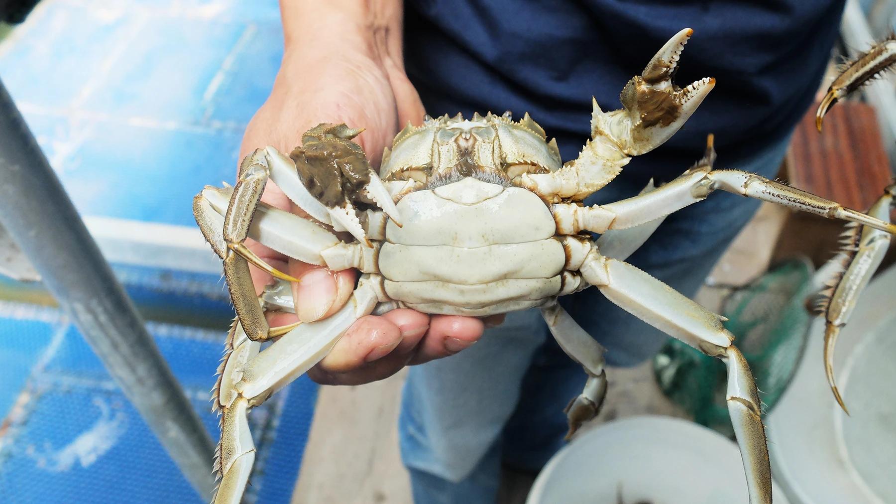真正的阳澄湖大闸蟹产量,全国一年大概卖多少阳澄湖大闸蟹