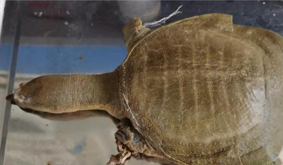 水泥池塘的甲鱼如何越冬,甲鱼越冬的贮存方法