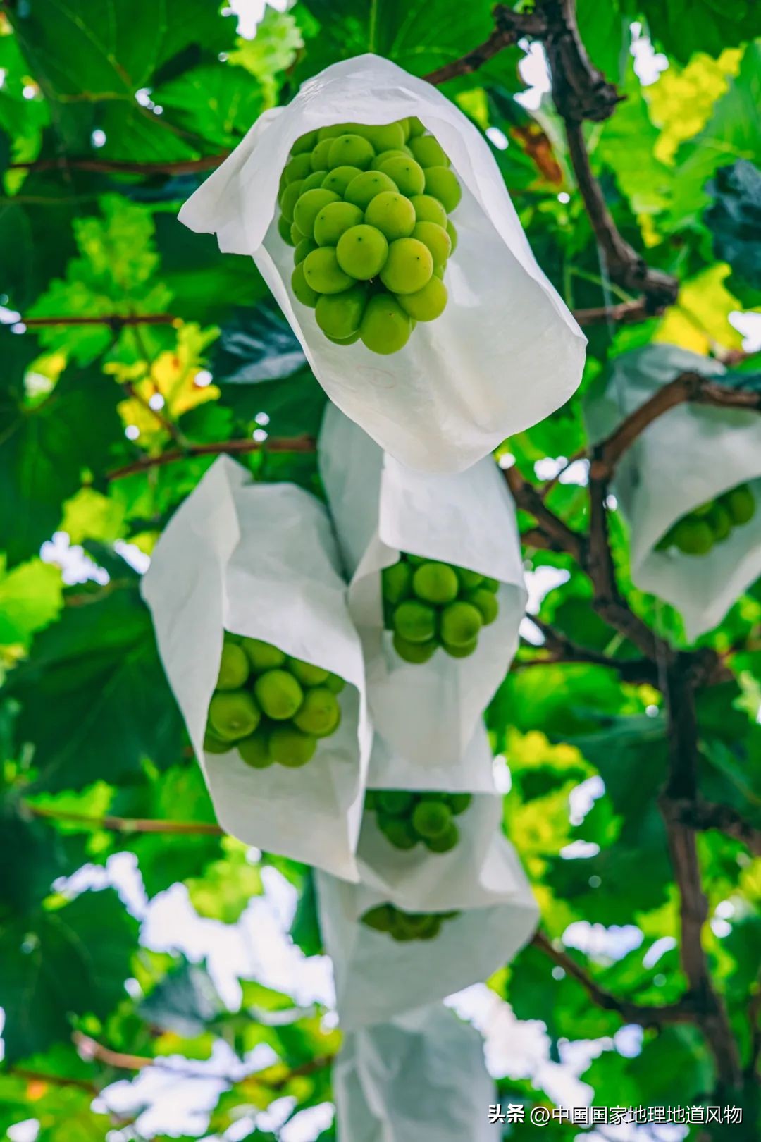 大山深处有哪些秘密,大山里的秘密是哪里的