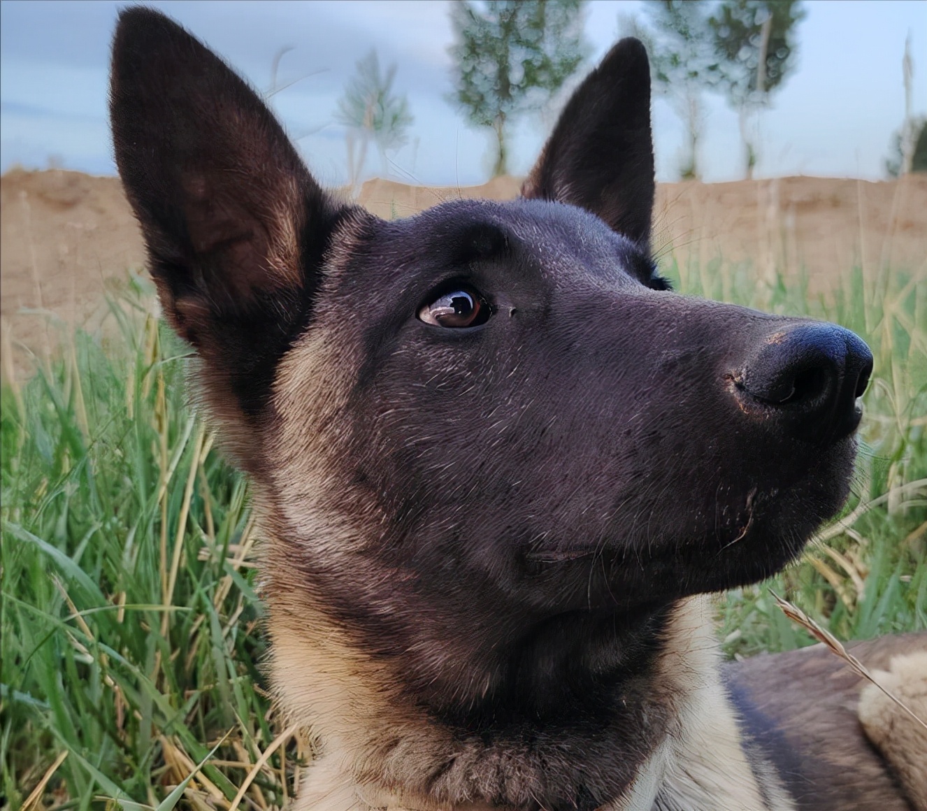 马犬是不是骗人的,马犬的十个不养理由和特点