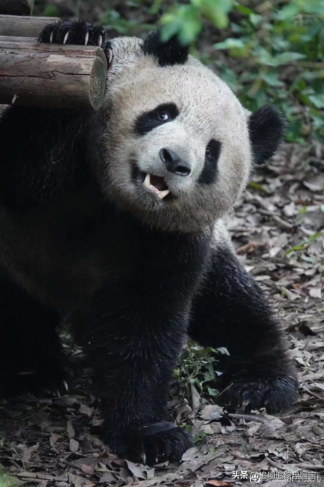 盘点2023年回归的大熊猫,国宝大熊猫资料整理全部