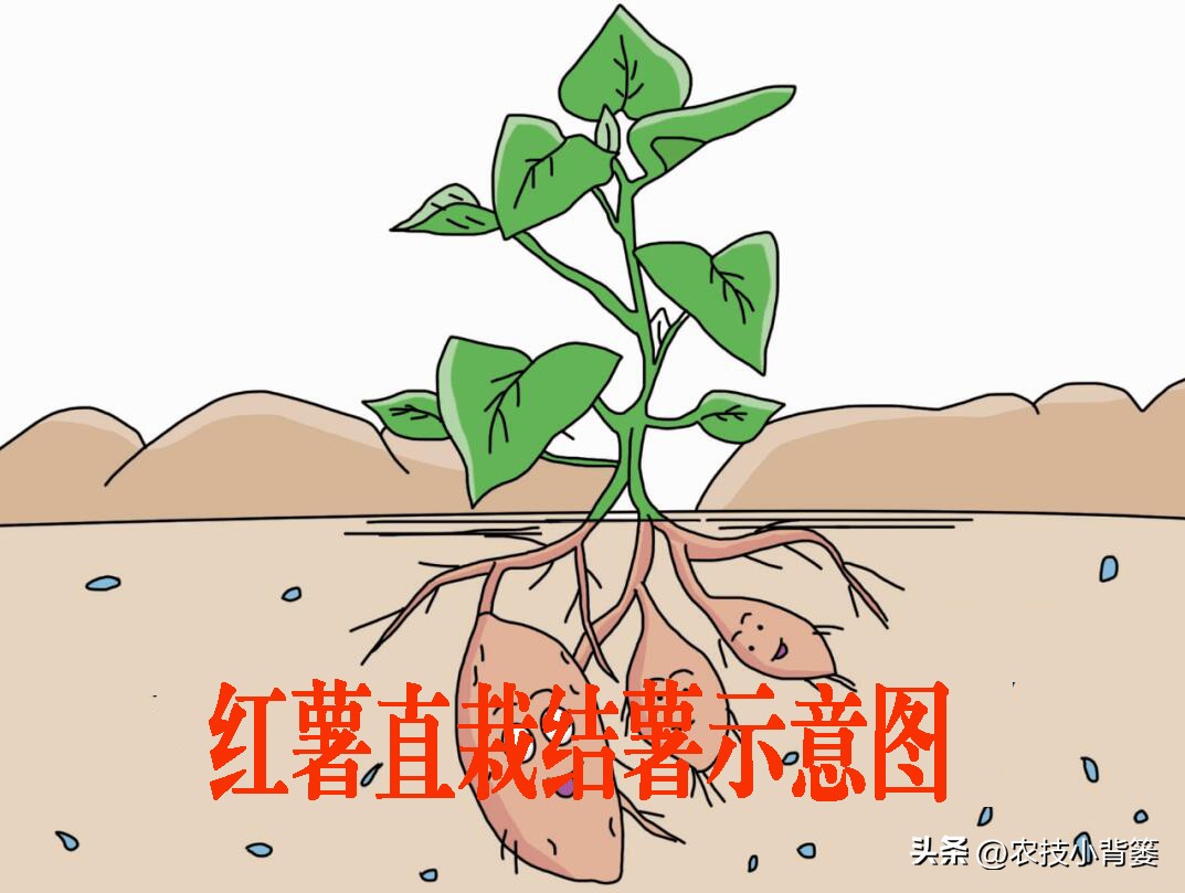 红薯栽培是斜插好还是平栽产量高,红薯藤育苗视频