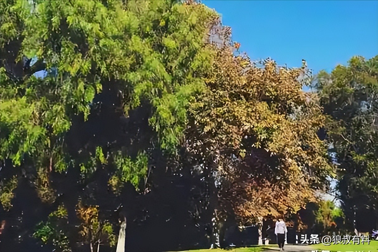 她拿烟头烫同学，逼吃头发，法庭上：快点判，我下个月过生日呢