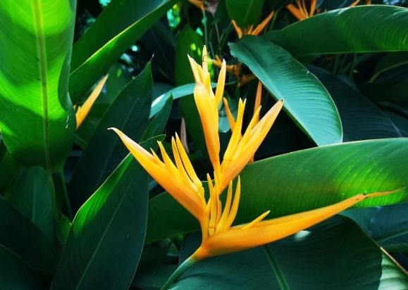 富贵鸟花卉如何养护视频,富贵鸟怎样养护