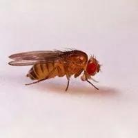 家里会出现的小虫子有哪些,家里常出现小虫子有哪些